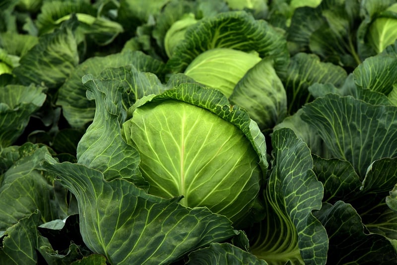 Herb Cultivation